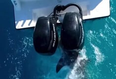Καρχαρίας επιτέθηκε 8 φορές σε σκάφος - «Ήταν σαν να γινόταν σεισμός»