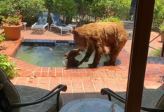 Καλιφόρνια: Αρκούδα βούτηξε σε πισίνα με το μωρό της για να δροσιστούν από τον καύσωνα