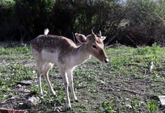 Πλατόνι της Ρόδου: Τελικά, πόσα ελάφια χάθηκαν στις πυρκαγιές;