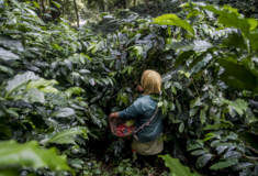 Βραζιλία: Οι συνθήκες εργασίας στις φυτείες καφέ θυμίζουν σκλαβοπάζαρο