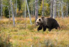 Νέα εμφάνιση αρκούδας στον Ταξιάρχη Χαλκιδικής - Επιδρομή σε μελίσσια