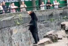 Ζωολογικός κήπος Hangzhou: Οι αρκούδες είναι πραγματικές, όχι μεταμφιεσμένοι άνθρωποι