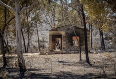WWF: Ποιά είναι η καταστροφή στη Ρόδο πως θα έρθει η αναγέννηση