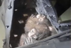 Εντοπίστηκαν 7 πίθηκοι σε σακίδιο- Άνδρας επιχείρησε να τους περάσει λαθραία στις ΗΠΑ
