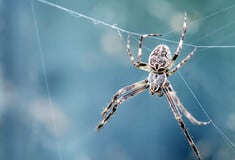 Έκλεισε σούπερ μάρκετ όταν εντοπίστηκε επικίνδυνη αράχνη- Προκαλεί μακροχρόνια, επώδυνη στύση