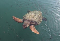 Ρεκόρ σε φωλιές θαλάσσιας χελώνας Caretta-caretta - 1.800 φέτος στη Ζάκυνθο