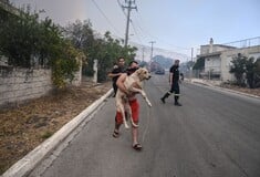 Φωτιά στη Φυλή: Αλλαγές στους δρόμους που έχουν κλείσει 