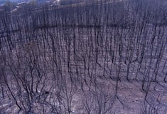 Φωτιά στην Αλεξανδρούπολη: 15 εικόνες από την τεράστια καταστροφή 