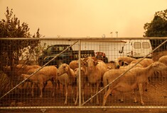 Τραγικός απολογισμός από τη φωτιά στην Αλεξανδρούπολη: Κάηκαν 910 μικρόσωμα ζώα, πάνω από 50 ποιμνιοστάσια
