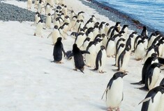 Χιλιάδες πιγκουίνοι νεκροί από τη διάσπαση των πάγων της Ανταρκτικής