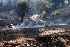 Δασαρχείο Πάρνηθας: Λειτουργεί με έναν δασολόγο