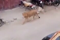 Πακιστάν: Λιοντάρι δραπέτευσε από αυτοκίνητο - Έκανε βόλτες στους δρόμους επί δύο ώρες