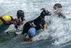 Κατσίκα παραδίδει μαθήματα σέρφινγκ σε πρωτάρηδες 