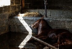 Θεσσαλία: Εκτιμάται ότι πνίγηκαν περίπου 100.000 ζώα- Όσα σώθηκαν, κινδυνεύουν να πεθάνουν από ασιτία