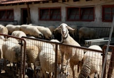 Ένα αγρόκτημα μέσα στην Αθήνα