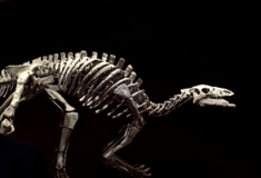 Ο «Μπάρι» είναι 150 εκατ. ετών και πωλείται σε δημοπρασία- Σπάνιος σκελετός δεινοσαύρου