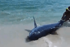 Καρχαρίας ξεβράστηκε σε παραλία και οι λουόμενοι τον έσωσαν από ασφυξία 