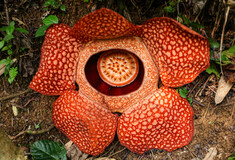 The world’s largest – and stinkiest – flower in danger of extinction, scientists say