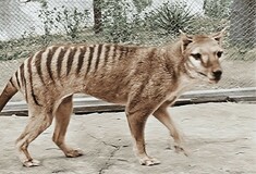 Επιστήμονες ανέκτησαν το RNA από εξαφανισμένο είδος για πρώτη φορά