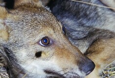 16 περιβαλλοντικές οργανώσεις ανησυχούν για τον πληθυσμό των λύκων στην Ευρώπη 
