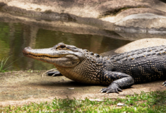Φλόριντα: Οι αρχές σκότωσαν αλιγάτορα που είχε στο στόμα του το πτώμα μίας γυναίκας