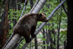 Λαθροκυνηγός σκότωσε μικρή αρκούδα- Είχε δύο τραύματα από όπλο