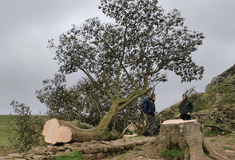 Βρετανία: Συνελήφθη 16χρονος για το κόψιμο του δέντρου των «Ρομπέν των Δασών»