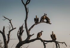Βουλγαρία: Αριθμός ρεκόρ από γύπες καταμετρήθηκε σε προστατευόμενη περιοχή