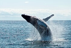 Αυστραλία: Φάλαινα συγκρούστηκε με σκάφος- Ένας νεκρός