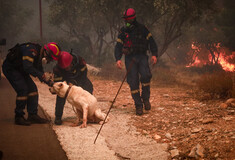 Πυροσβεστική: 3.275 διασώσεις ζώων από τις αρχές του 2023