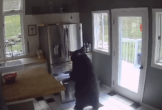 Αρκούδα μπήκε σε σπίτι, άνοιξε την κατάψυξη και πήρε λαζάνια
