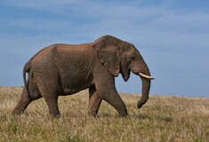 Ο λόγος που πέθαναν ξαφνικά δεκάδες ελέφαντες στην Αφρική μέσα σε λίγους μήνες