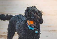 Θετική Εκπαίδευση Σκύλων: Μύθοι και αλήθειες για την ανατροφή του σκύλου σας 
