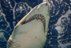 Νεκρός σέρφερ από επίθεση καρχαρία- Ακόμα αναζητούν το πτώμα του