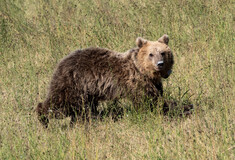 Αρκτούρος: Επέστρεψε στο φυσικό της περιβάλλον αρκούδα που είχε τραυματιστεί σε τροχαίο