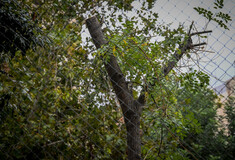 Μετρό στα Εξάρχεια: «Ο δήμος κοροϊδεύει, τα δέντρα σφάζονται» λένε οι κάτοικοι