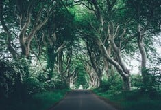 Κόβονται οι διάσημες οξιές του «Kingsroad» από το Game of Thrones