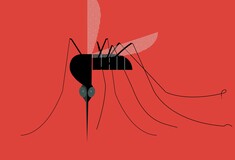 Γιατί θα έχουμε κουνούπια όλο τον χρόνο; 
