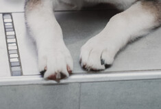 Παρέμβαση του Αρείου Πάγου για τον βασανισμό σκύλου στην Αράχωβα