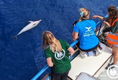 Νεκρά δελφίνια: Δικογραφία για την θανάτωση 4 τον περασμένο Μάιο
