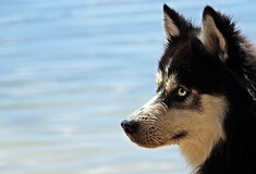 Δήμαρχος Αράχωβας για τη θανάτωση σκύλου: «Δεν με ενδιαφέρει το #cancelArachova, προέχει η ασφάλειά μας» 