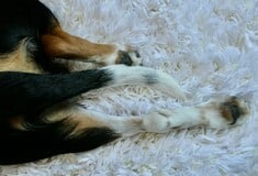 Καταγγελία για νέα περίπτωση θανάτωσης σκύλου στον Βόλο