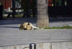 Επίθεση 50χρονου σε αδέσποτους σκύλους στη Θεσσαλονίκη 