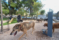 Καματερό: Σκύλος επιτέθηκε σε 9χρονο, συνελήφθη ο κηδεμόνας του ζώου