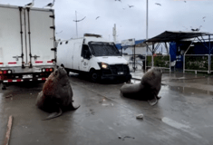Χιλή: Θαλάσσια λιοντάρια και γλάροι σε διαμαρτυρία ψαράδων