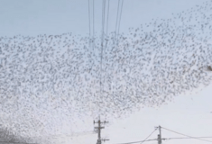 Ο περίεργος «χορός» των πουλιών λίγο πριν τον ισχυρό σεισμό στην Ιαπωνία 
