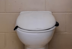 Δηλητηριώδες φίδι βρέθηκε σε δημόσια τουαλέτα στην Αυστραλία