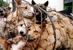 Η Νότια Κορέα απαγορεύει δια νόμου τη σφαγή σκύλων για κατανάλωση του κρέατος