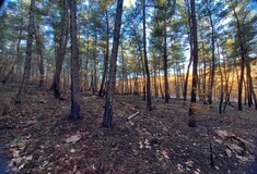 Έβρος: Μελέτη αποκατάστασης δασών από το WWF