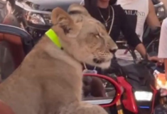 Κυκλοφόρησε στους δρόμους με ένα λιοντάρι- Πλέον κινδυνεύει με φυλάκιση